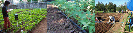 Mungbean